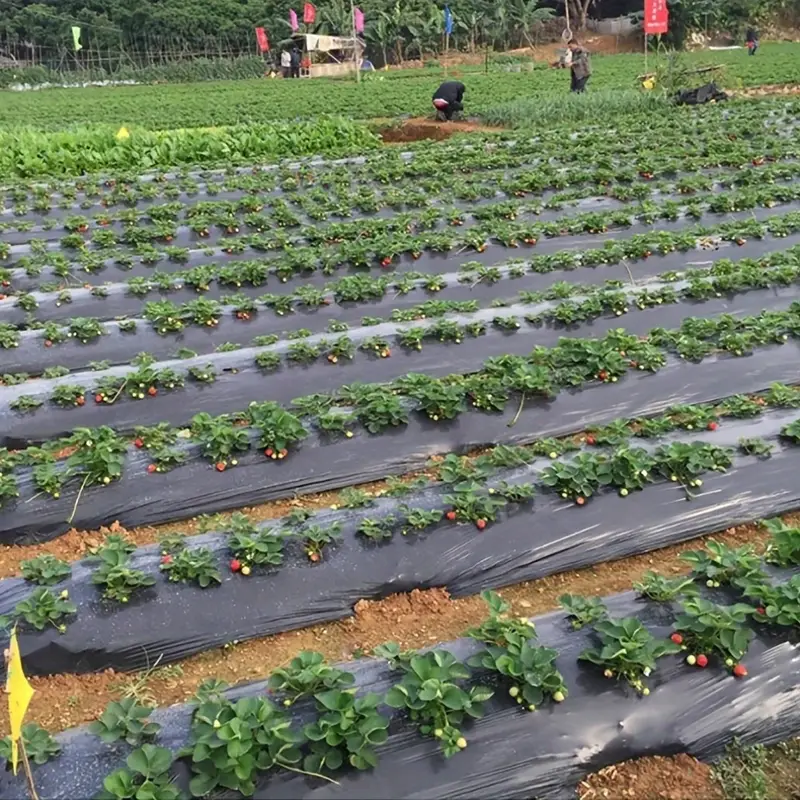 🔥OFERTA 1+1🔥Folie de Mulcire Neagra (1.35x10m)