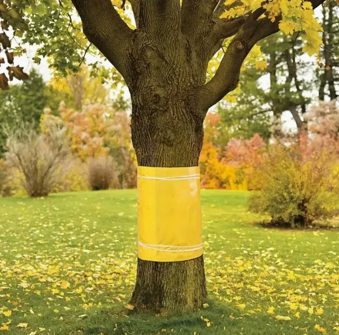 TreeGuard™ – Banda Adeziva Impotriva Insectelor si Tantarilor