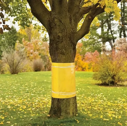 TreeGuard™ – Banda Adeziva Impotriva Insectelor si Tantarilor