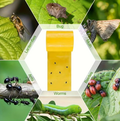 TreeGuard™ – Banda Adeziva Impotriva Insectelor si Tantarilor